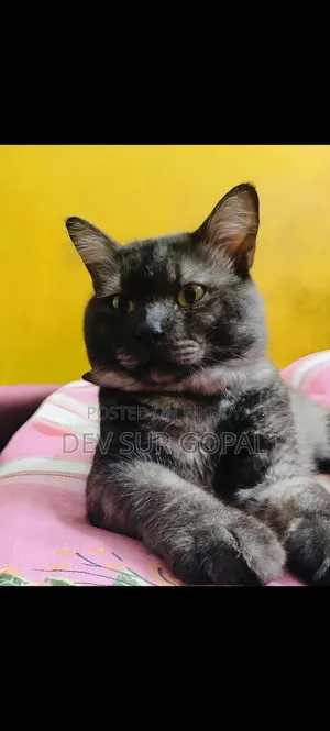 6-12 Months Male Purebred Persian