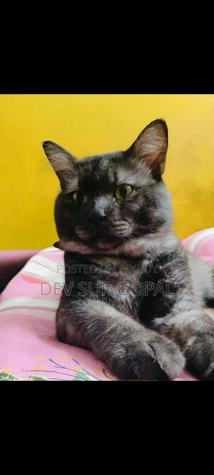 6-12 Months Male Purebred Persian