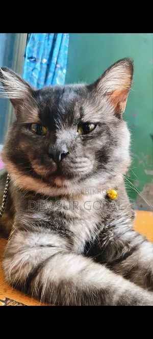6-12 Months Male Purebred Persian
