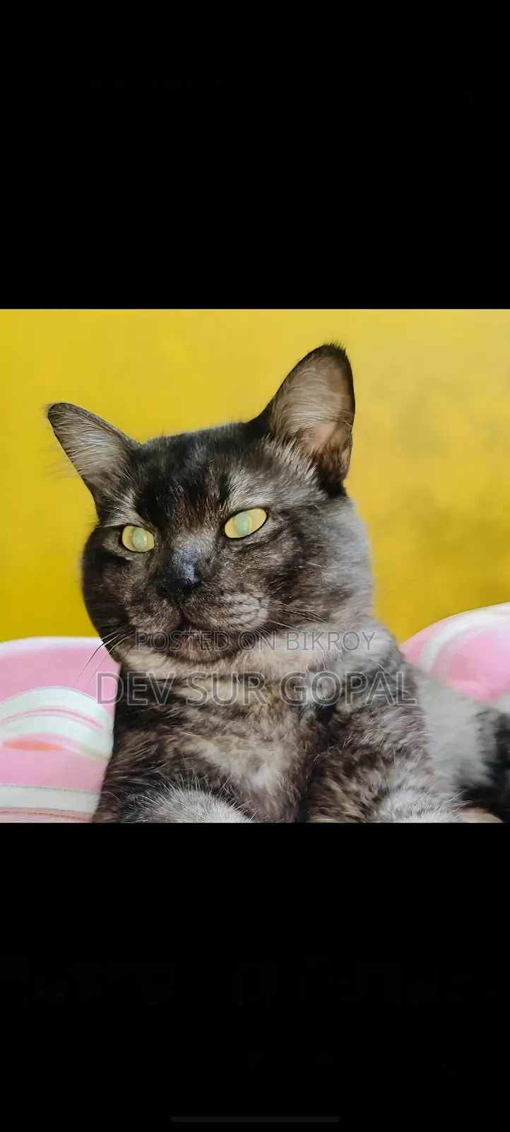 6-12 Months Male Purebred Persian