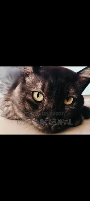 6-12 Months Male Purebred Persian