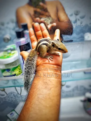 Squirrel Tame Baby