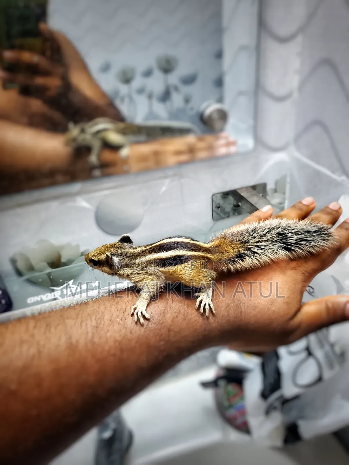 Squirrel Tame Baby