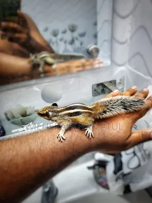 Squirrel Tame Baby