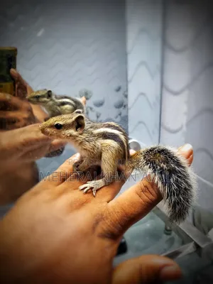 Squirrel Tame Baby
