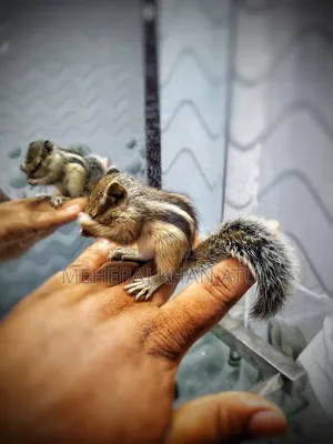 Squirrel Tame Baby
