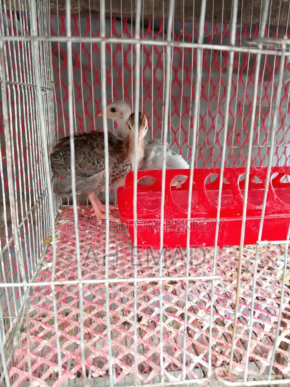 For Sale