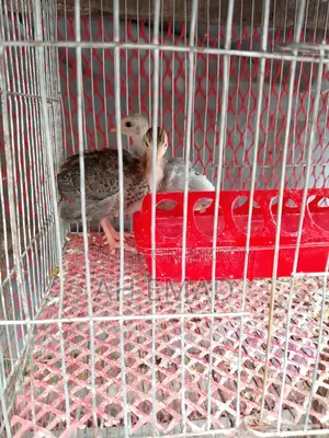 For Sale