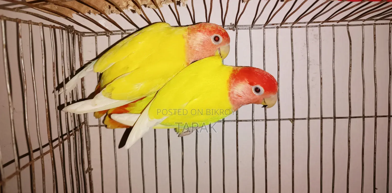Lutino Opaline One Pair Running Love Bird Sell Hoba