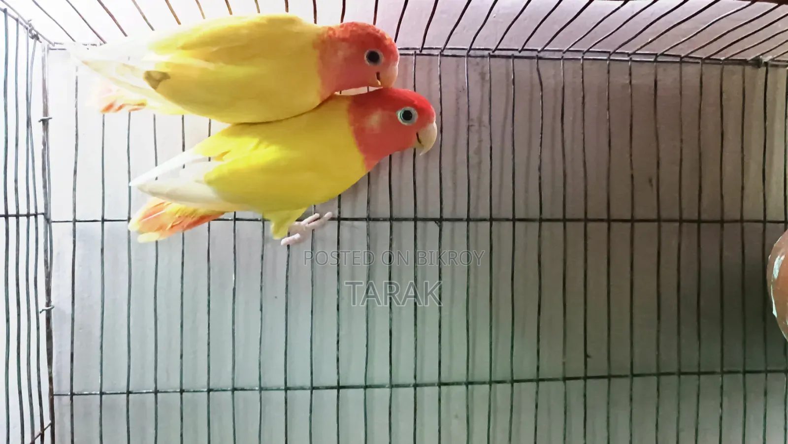 Lutino Opaline One Pair Running Love Bird Sell Hoba