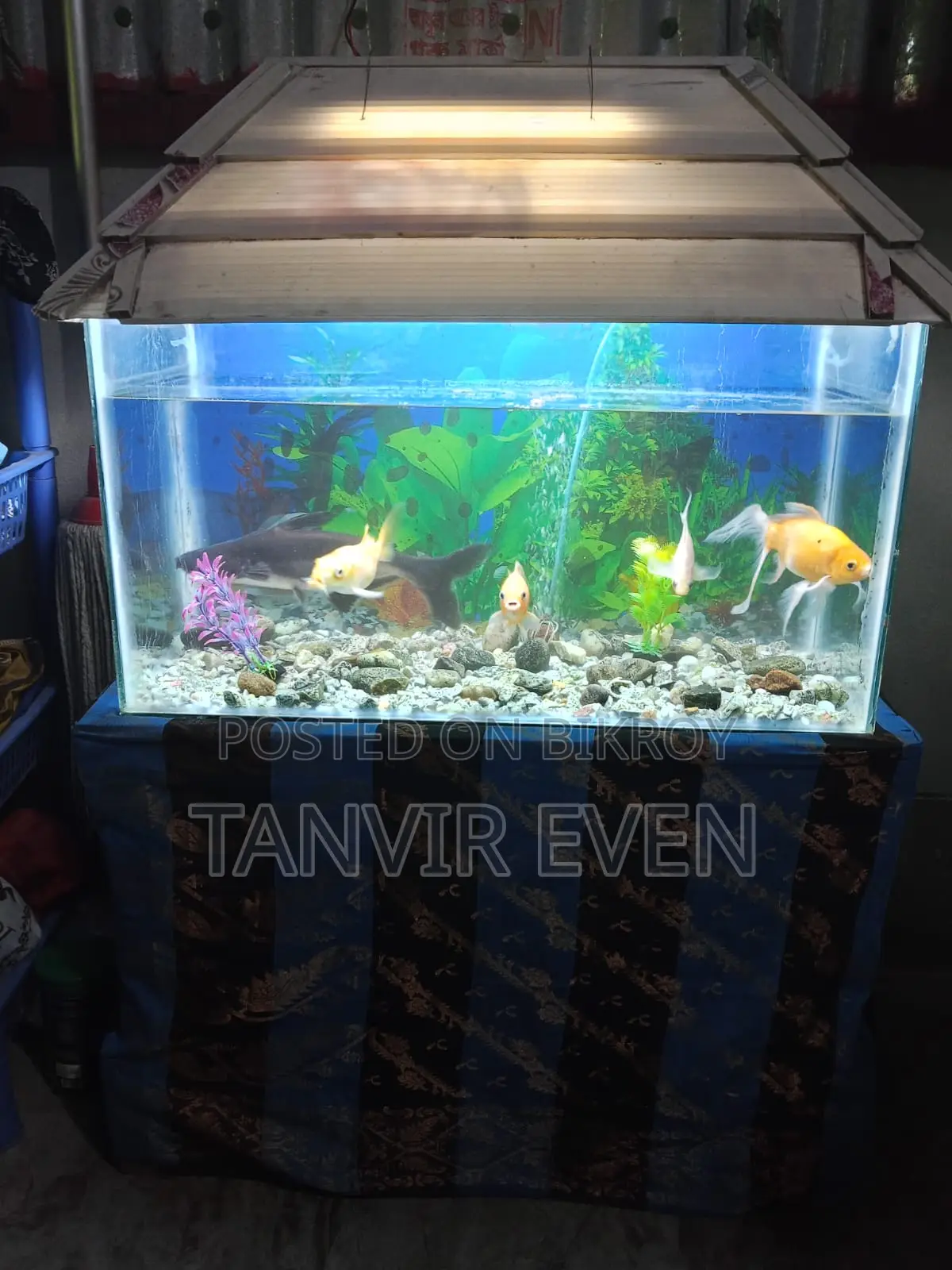 Aquarium with fish