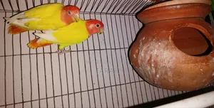 Lutino Opaline One Pair Running Love Bird Sell Hoba