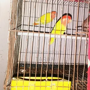 Lutino Opaline One Pair Running Love Bird Sell Hoba