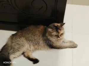 ৬-১২ মাস বয়সী নারী বিশুদ্ধ জাতের পার্সিয়ান বিড়াল
