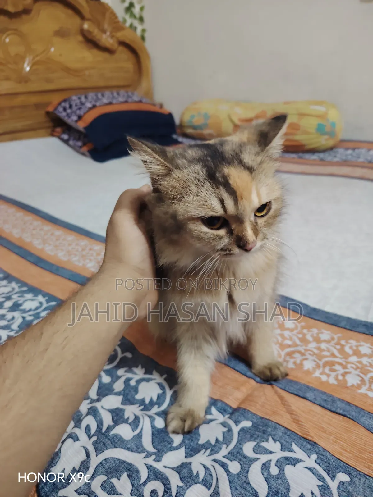 ৬-১২ মাস বয়সী নারী বিশুদ্ধ জাতের পার্সিয়ান বিড়াল