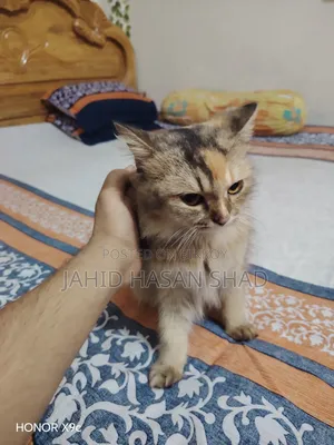 ৬-১২ মাস বয়সী নারী বিশুদ্ধ জাতের পার্সিয়ান বিড়াল