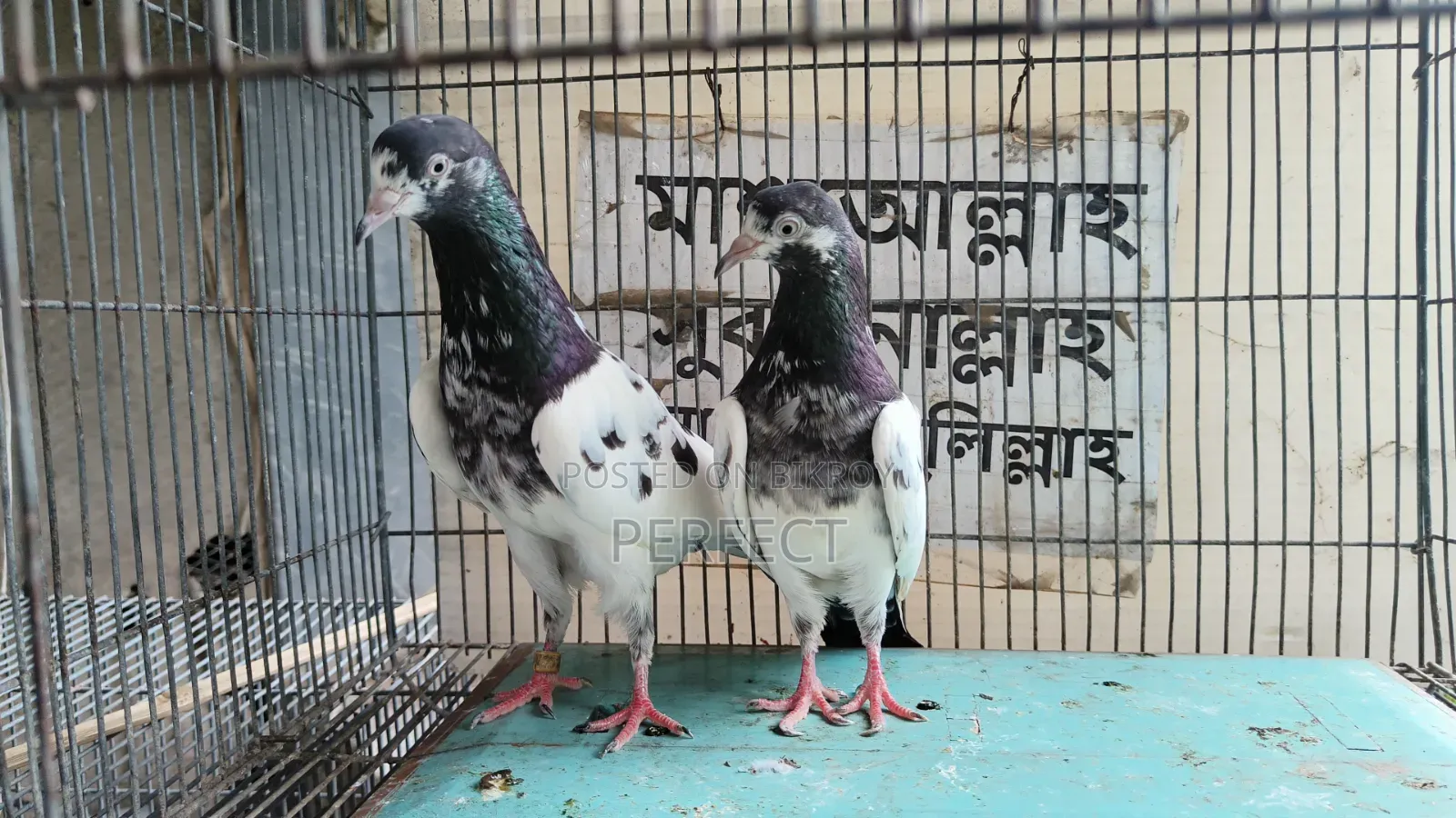 কাচুরি, লাল চোখ, রেড আই, সাকি, সালেড়া পাকিস্তান কামাগার