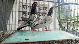 কাচুরি, লাল চোখ, রেড আই, সাকি, সালেড়া পাকিস্তান কামাগার