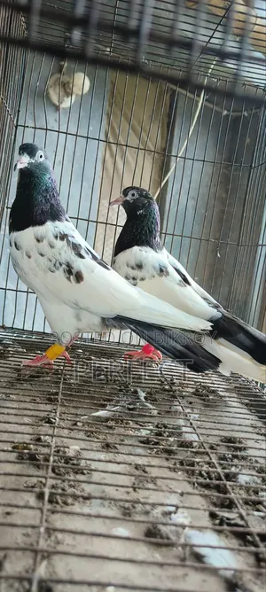 কাচুরি, লাল চোখ, রেড আই, সাকি, সালেড়া পাকিস্তান কামাগার