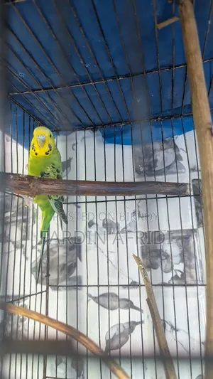 ক্লাসিক রানিং পেয়ার
