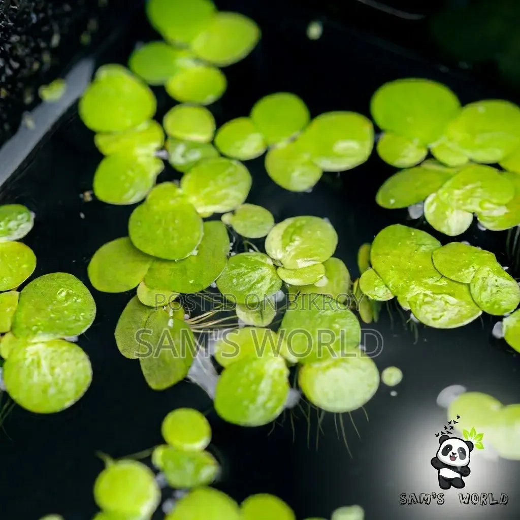 100 Piece Big Duckweed | Healthy Aquarium Floating Plant