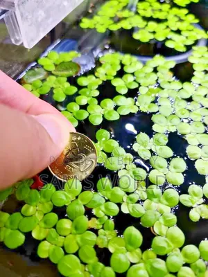 100 Piece Big Duckweed | Healthy Aquarium Floating Plant