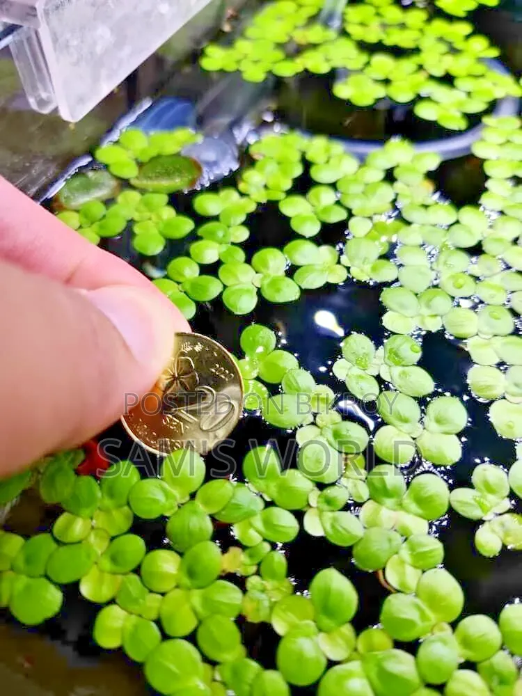 100 Piece Big Duckweed | Healthy Aquarium Floating Plant