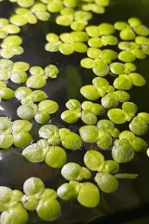 100 Piece Big Duckweed | Healthy Aquarium Floating Plant