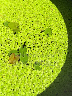 100 Piece Big Duckweed | Healthy Aquarium Floating Plant