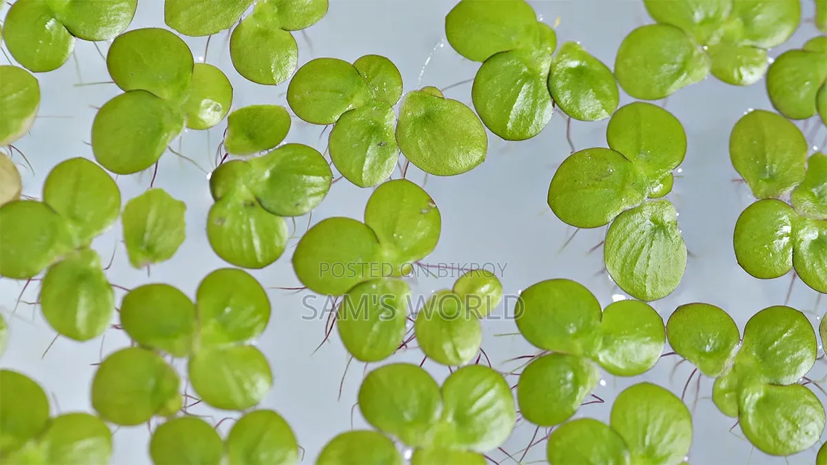 100 Piece Big Duckweed | Healthy Aquarium Floating Plant