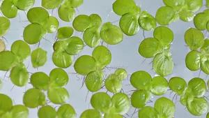 100 Piece Big Duckweed | Healthy Aquarium Floating Plant