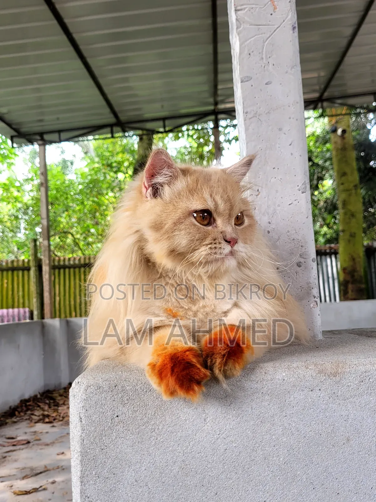 1+ year Male Purebred Persian