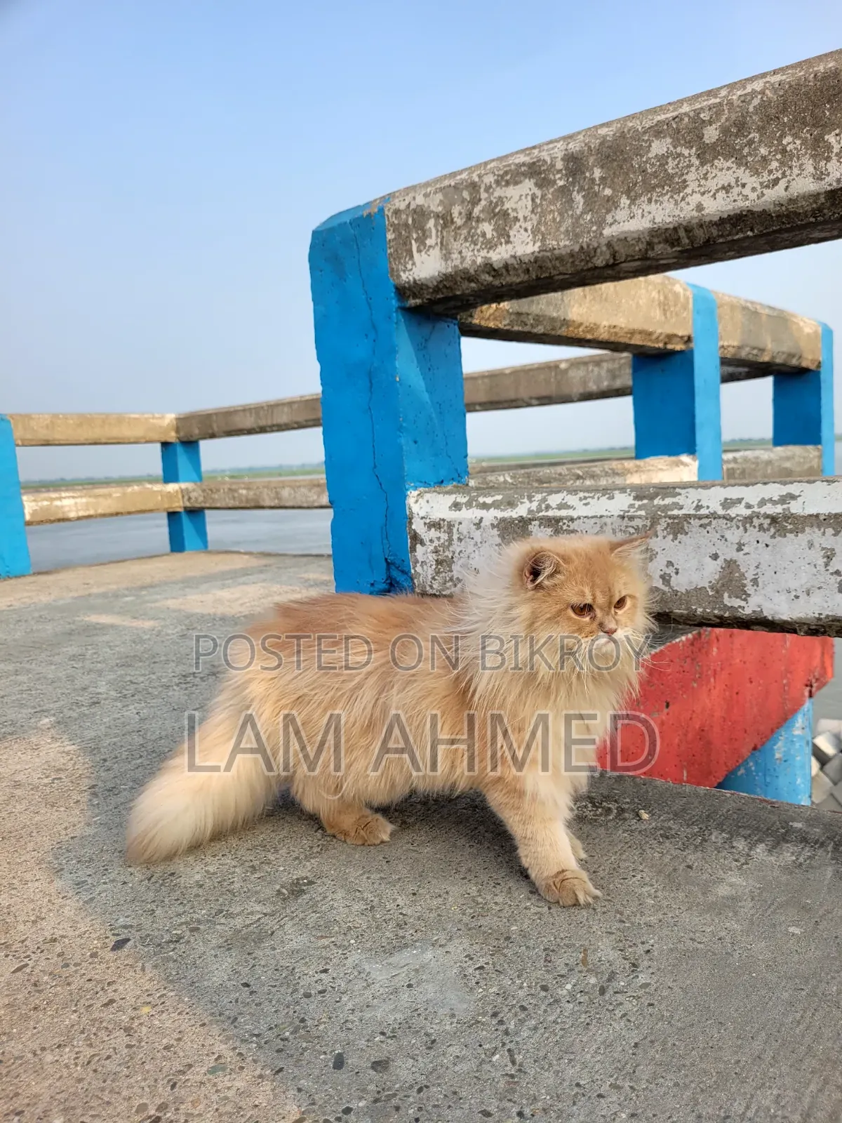 1+ year Male Purebred Persian