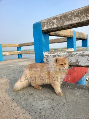 1+ year Male Purebred Persian