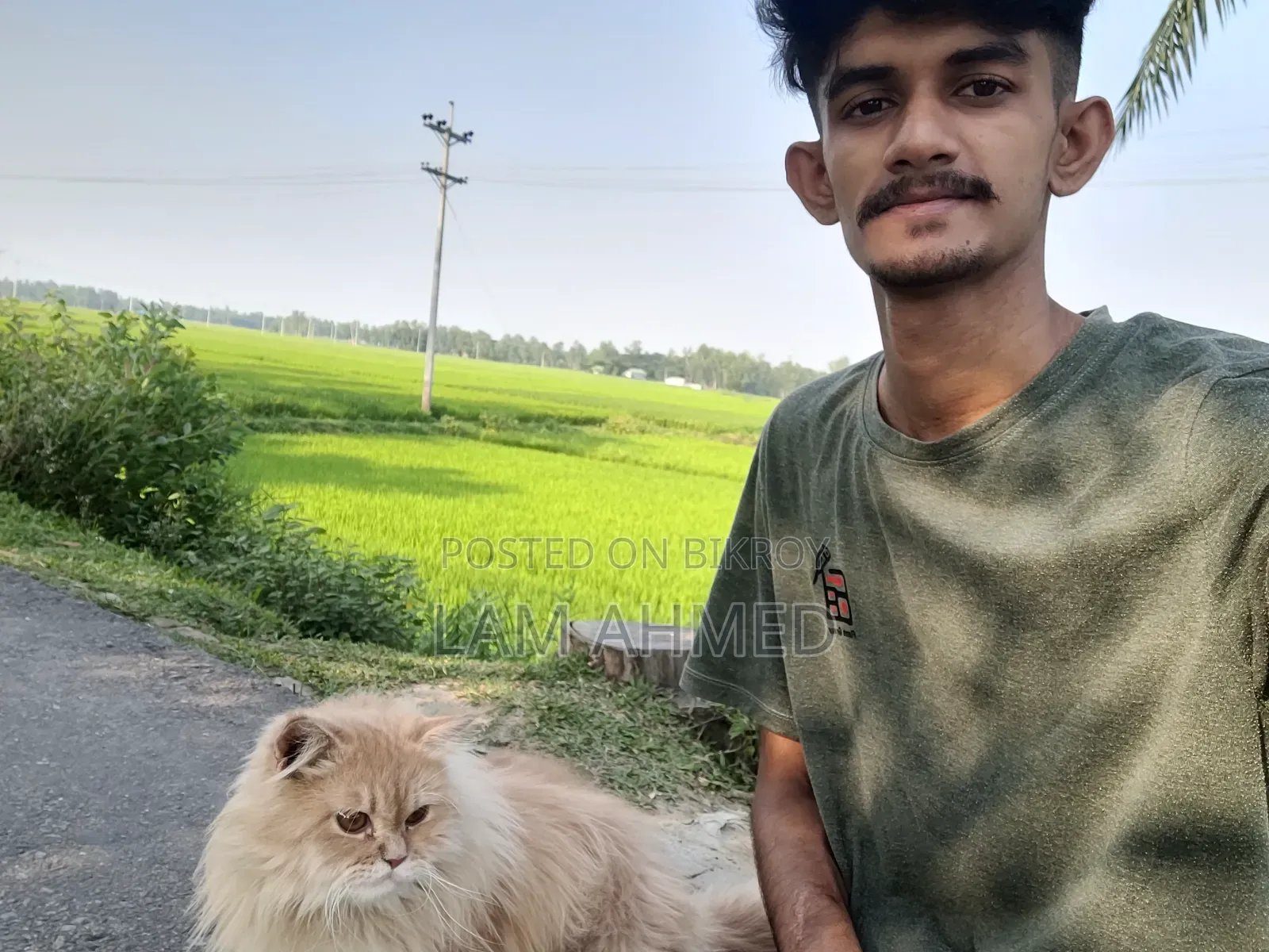 1+ year Male Purebred Persian