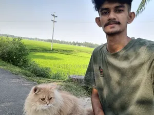 1+ year Male Purebred Persian