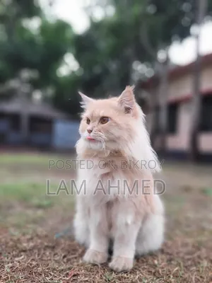 1+ year Male Purebred Persian