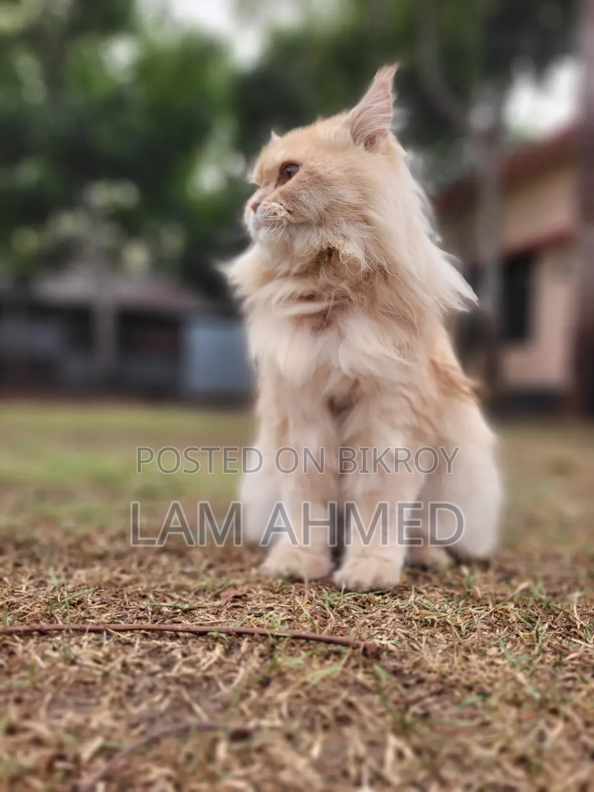 1+ year Male Purebred Persian