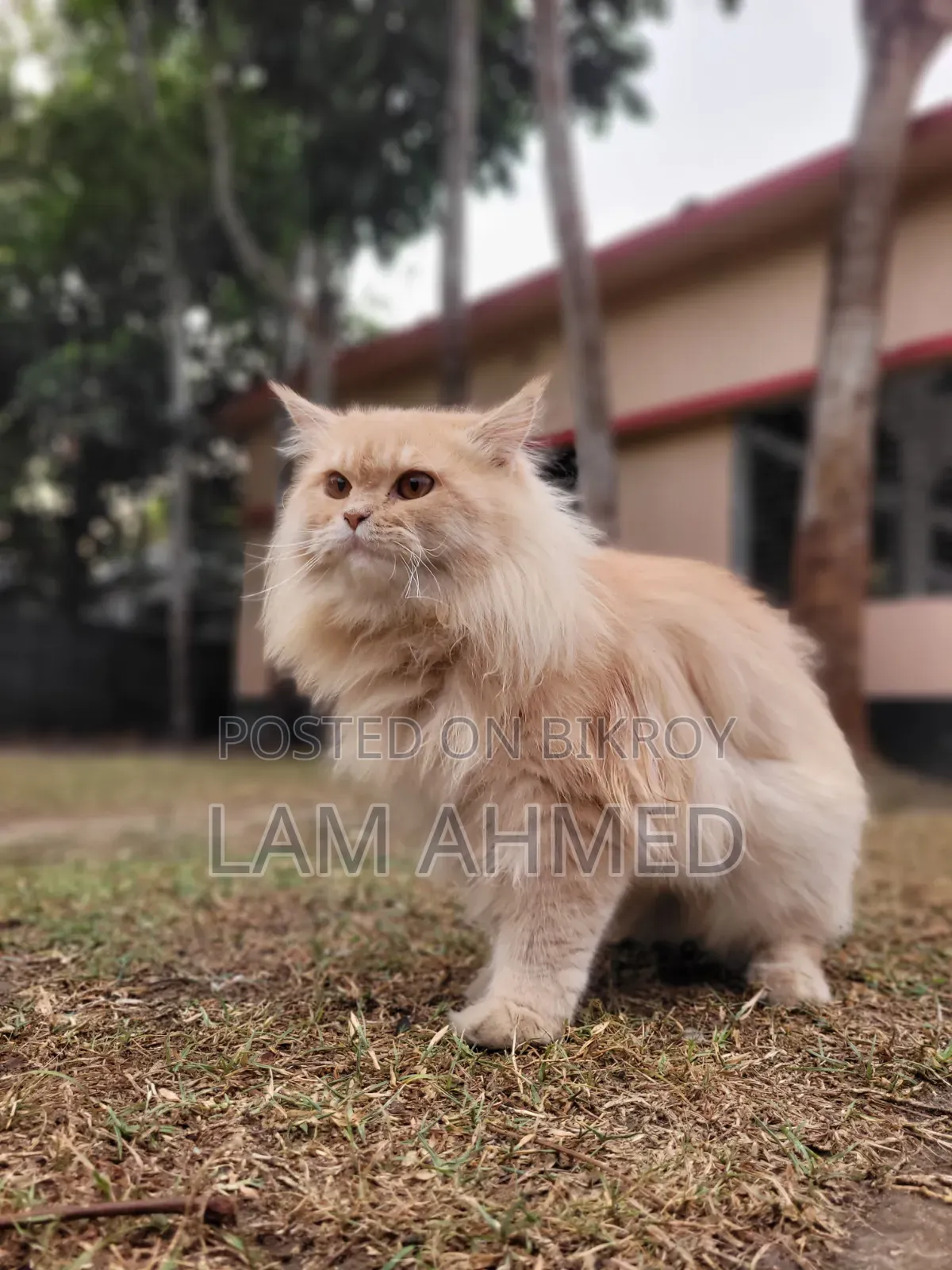 1+ year Male Purebred Persian