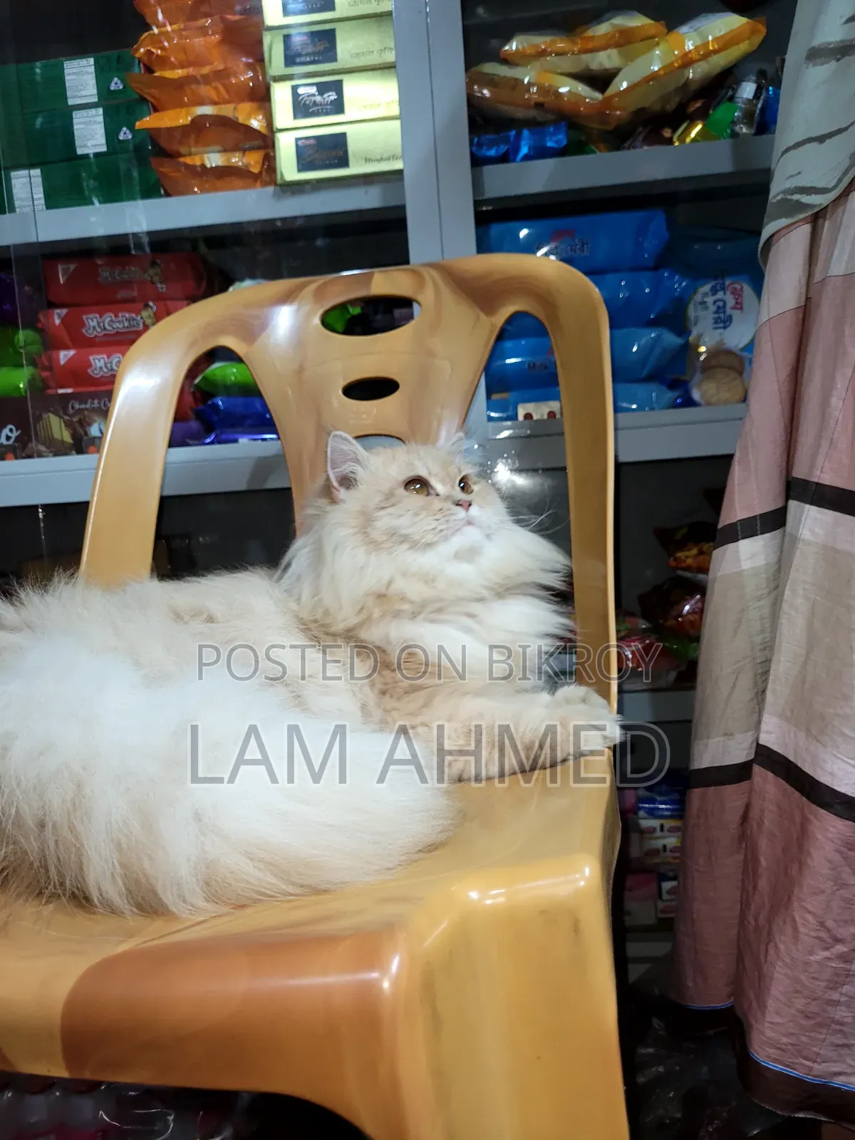 1+ year Male Purebred Persian