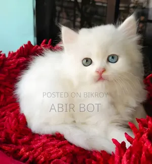 1-3 months Female Purebred Persian