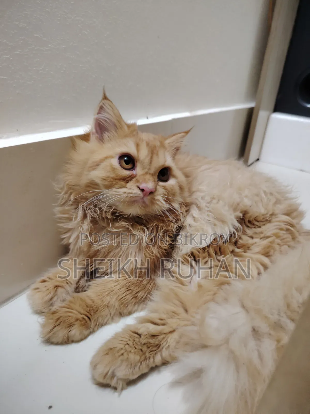 1-3 months Female Purebred Persian