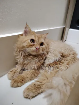 1-3 months Female Purebred Persian