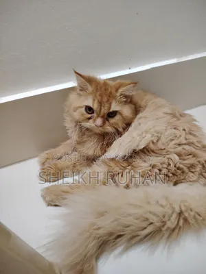 1-3 months Female Purebred Persian