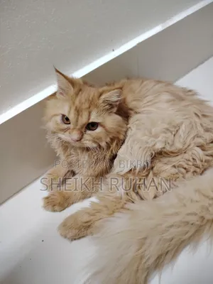 1-3 months Female Purebred Persian