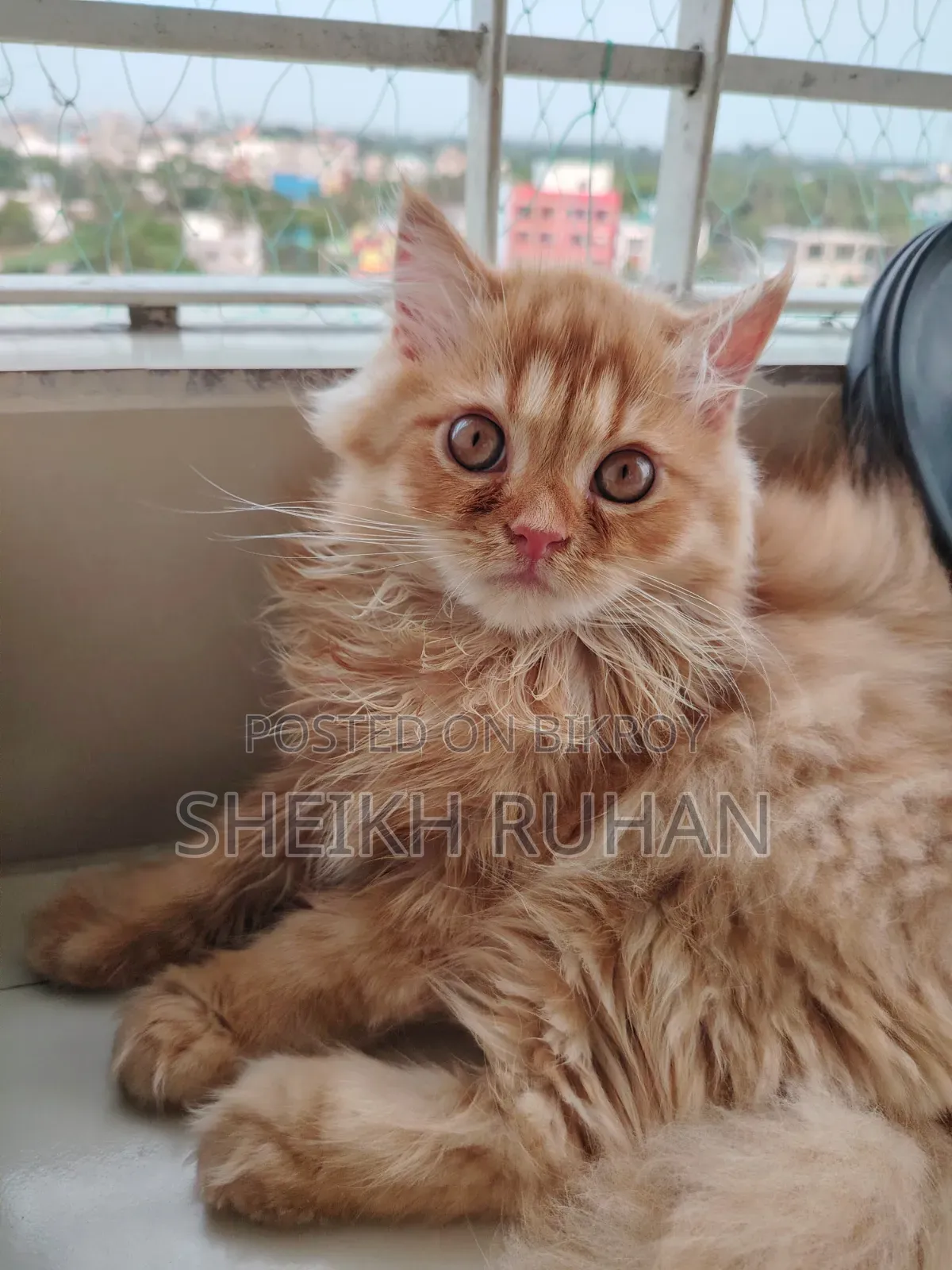 1-3 months Male Purebred Persian