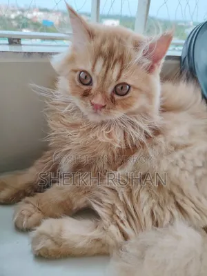 1-3 months Male Purebred Persian