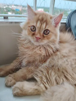 1-3 months Male Purebred Persian