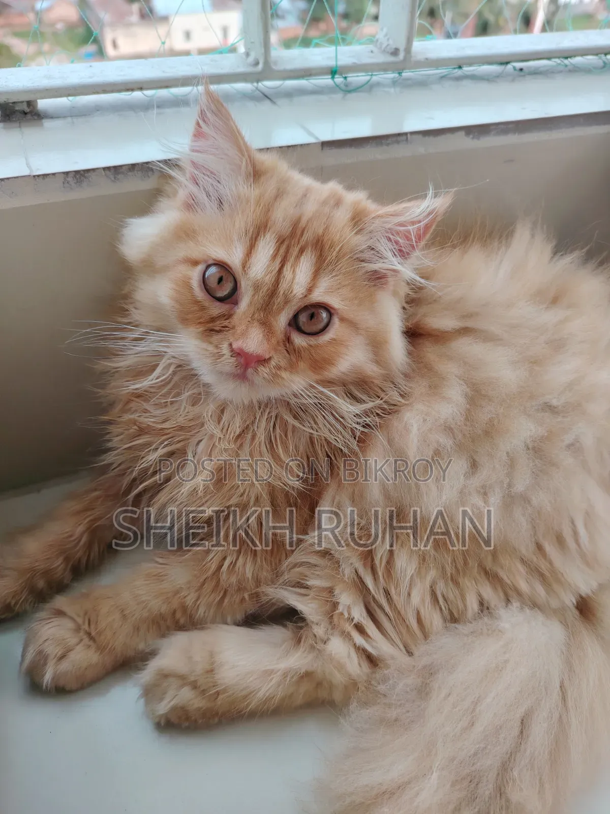 1-3 months Male Purebred Persian
