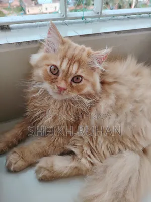 1-3 months Male Purebred Persian